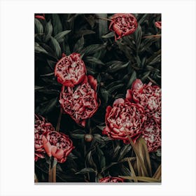 Peonies 16 Canvas Print