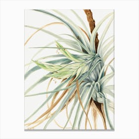 Vintage Botanical Mary Vaux Walcott _2732432 Canvas Print