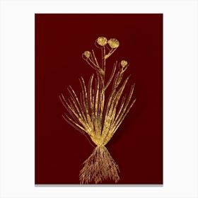 Vintage Blue Corn Lily Botanical in Gold on Red n.0534 Canvas Print