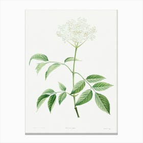 Elderflowers from La Botanique de J. J. Rousseau, Pierre Joseph Redoute Canvas Print