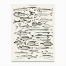 Ichthyology, Oliver Goldsmith Canvas Print