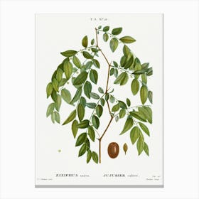 Jujube, Ziziphus Sativa, Pierre Joseph Redoute Canvas Print