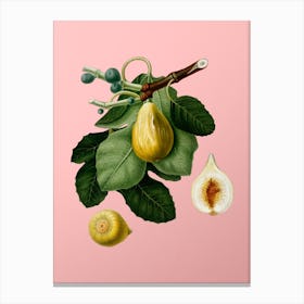 Vintage Common Fig Botanical on Soft Pink n.0465 Canvas Print