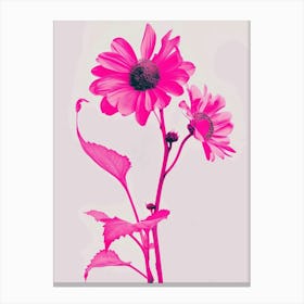 Hot Pink Sunflower 1 Canvas Print