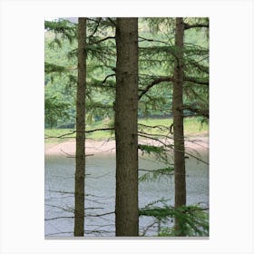 Pine Trees By A Lake Canvas Print