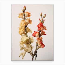 Pressed Flower Botanical Art Snapdragon 2 Canvas Print