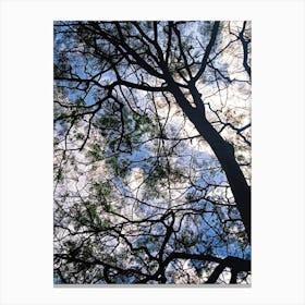 Tree from below Canvas Print