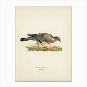 Common Wood Pigeon (Columba Palumbus), The Von Wright Brothers Canvas Print