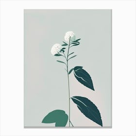 Mountain Mint Wildflower Simplicity Canvas Print