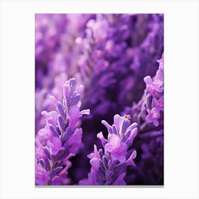 Lavender Flowers 2 Canvas Print