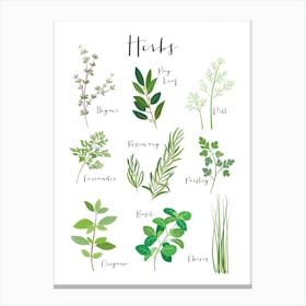 Herbs Canvas Print