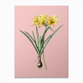 Vintage Golden Hurricane Lily Botanical on Soft Pink n.0844 Canvas Print