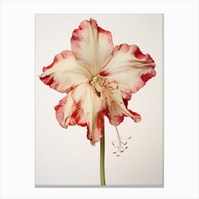 Pressed Flower Botanical Art Amaryllis 3 Canvas Print