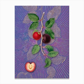Vintage Apricot Botanical Illustration on Veri Peri n.0342 Canvas Print