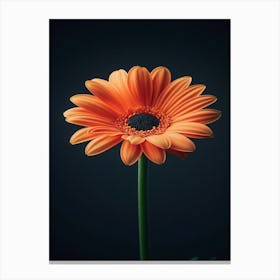 Orange Gerbera Flower 1 Canvas Print