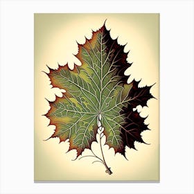 Maple Leaf Vintage Botanical 4 Canvas Print