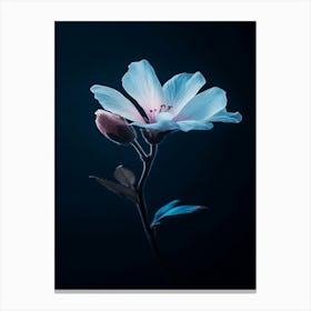 Flower On A Dark Background Canvas Print