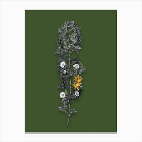 Vintage Cuspidate Rose Black and White Gold Leaf Floral Art on Olive Green n.0750 Canvas Print