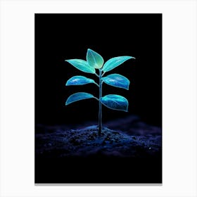 Small Green Plant On Black Background 29 Canvas Print