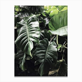 Tropical Leaves Canvas Print