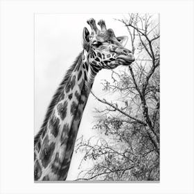 Giraffe With Head In The Branches Pencil Drawing 6 Canvas Print