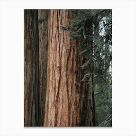 Redwood Tree Canvas Print