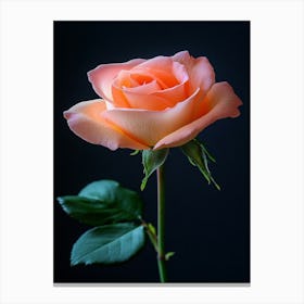 Peach Rose 4 Canvas Print