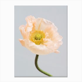 Pastel Poppy Canvas Print