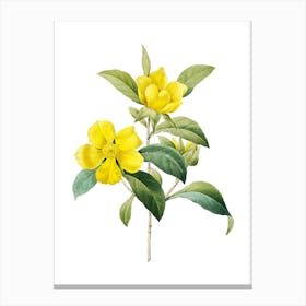 Vintage Golden Guinea Vine Botanical Illustration on Pure White n.0736 Canvas Print