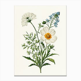 Vintage Botanical Galleria Style Wildflower Painting 28 Canvas Print