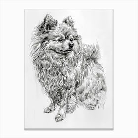 Pomeranian Line Sketch 1 Canvas Print