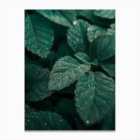 Green Leaves With Water Droplets Canvas Print