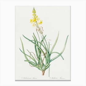 Stalked Bulbine Illustration From Les Liliacées (1805), Pierre Joseph Redoute Canvas Print