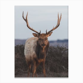 Bull Elk At Dusk Canvas Print