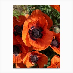 Close-up of orange-red poppies Canvas Print