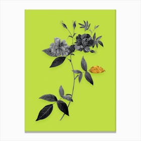 Vintage Hudson Rosehip Black and White Gold Leaf Floral Art on Chartreuse n.0234 Canvas Print