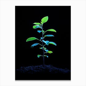 Small Green Plant On Black Background 4 Canvas Print