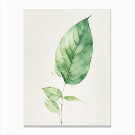 Tulsi Leaf Minimalist Watercolour 2 Canvas Print