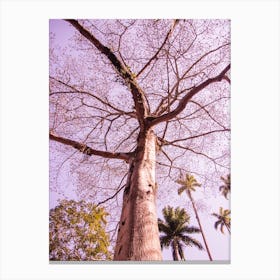 Tree In Pink Canvas Print