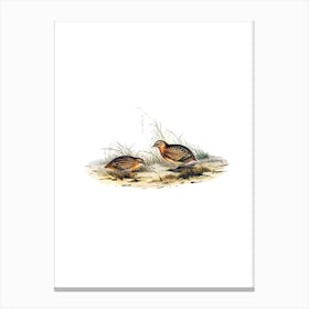 Vintage Red Chested Hemipode Bird Illustration on Pure White Canvas Print