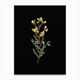 Vintage Adenocarpus Botanical Illustration on Solid Black n.0872 Canvas Print