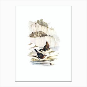 Vintage Rock Warbler Bird Illustration on Pure White Canvas Print