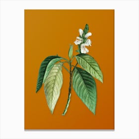 Vintage Malabar Nut Botanical on Sunset Orange n.0297 Canvas Print