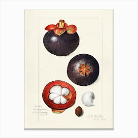 Rambutan Fruit 1 Canvas Print