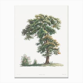 Tree From La Botanique De Jj Rousseau, Pierre Joseph Redouté Canvas Print