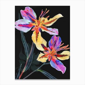 Neon Flowers On Black Portulaca 4 Canvas Print