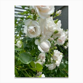 Img 5069 White roses Canvas Print