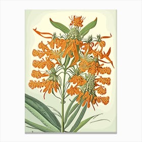 Butterfly Weed Wildflower Vintage Botanical 1 Canvas Print