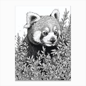 Red Panda Hiding In Bushes Ink Illustration 3 Canvas Print