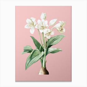 Vintage Crinum Giganteum Botanical on Soft Pink n.0005 Canvas Print